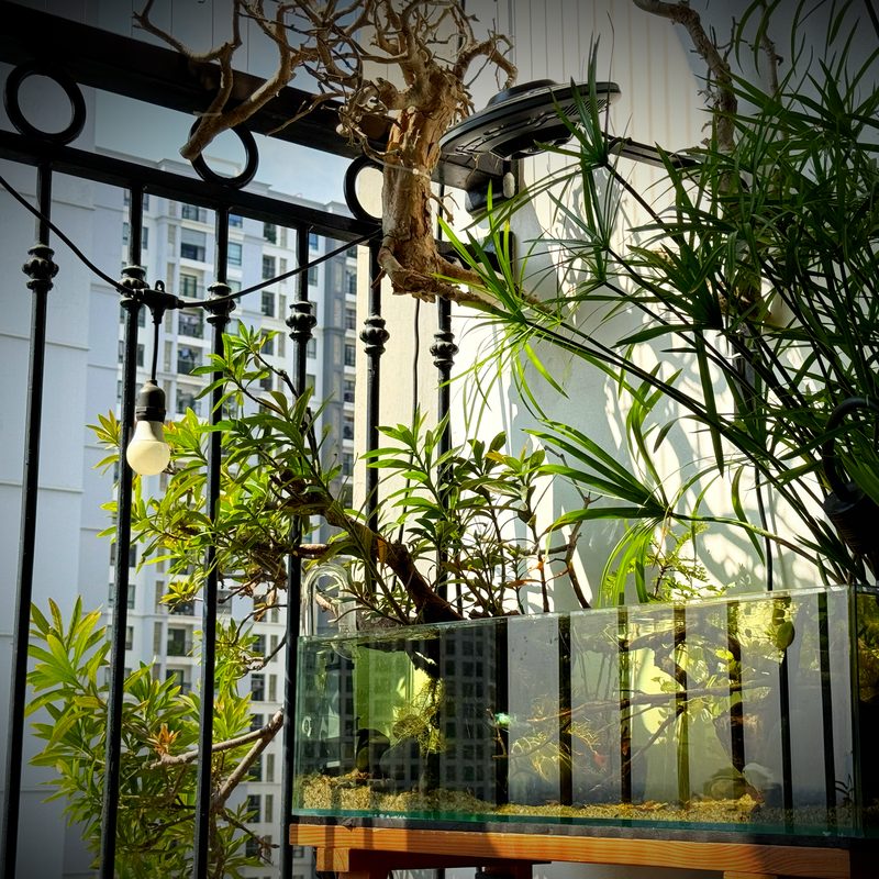 Góc bể ban công