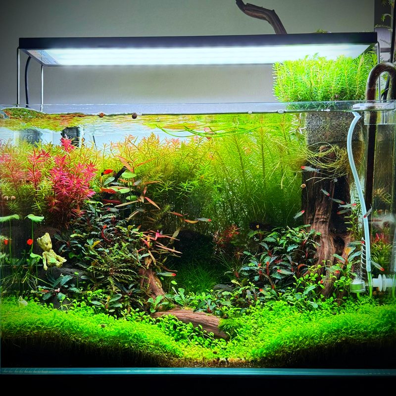 Bể Nature nhiều cây thân