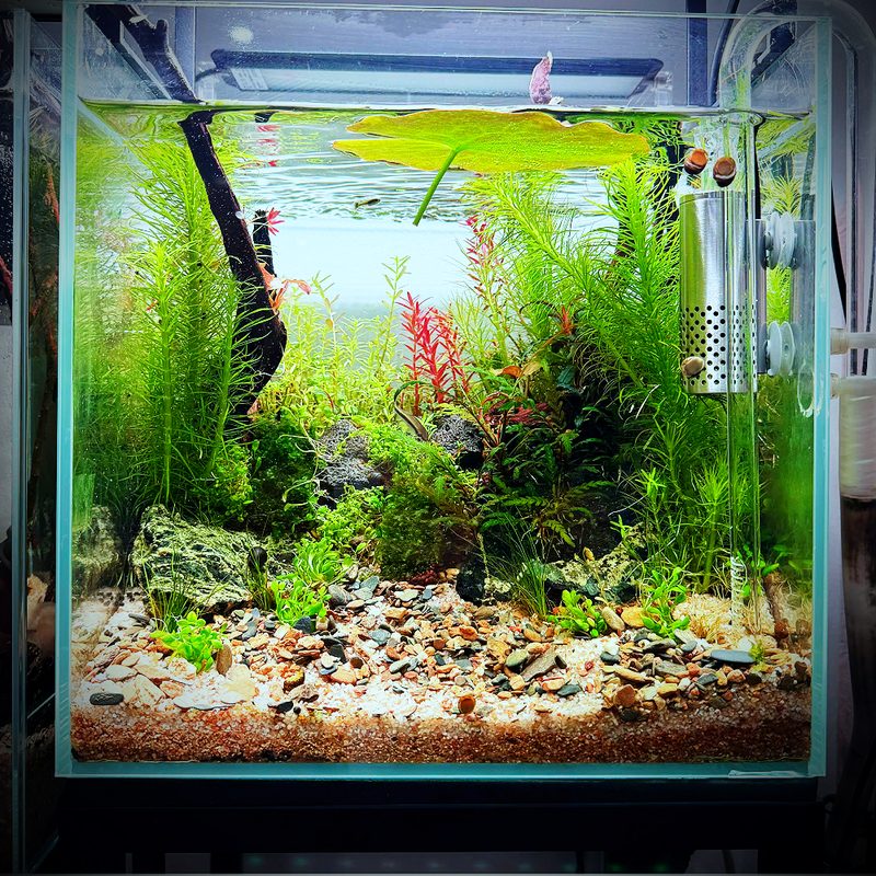 Bể Nature Cubic 30