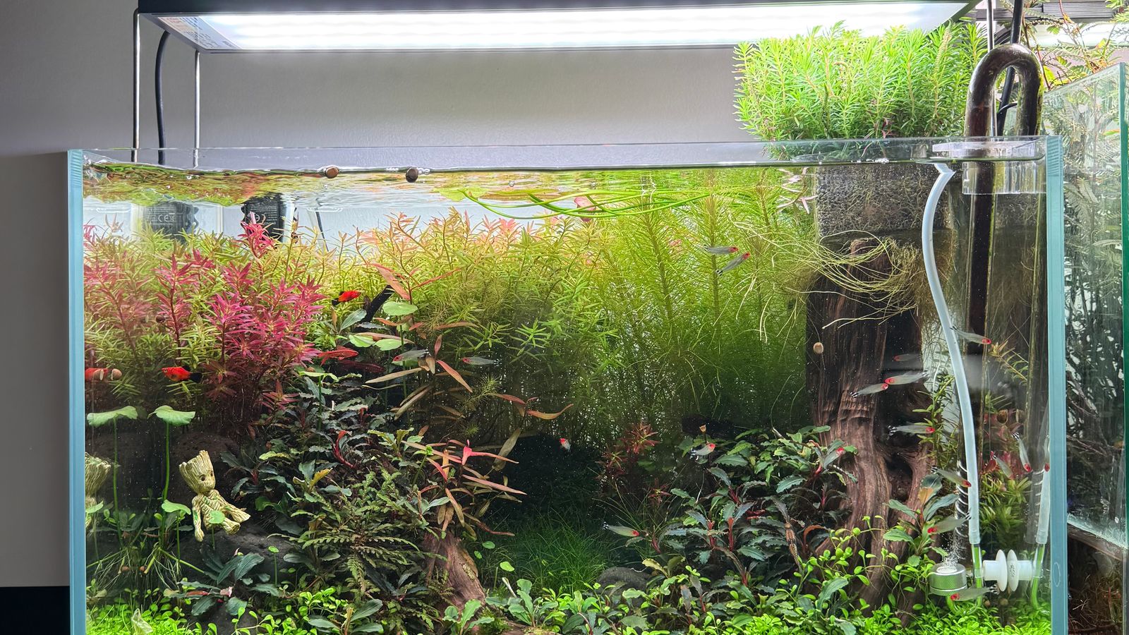 Bể thuỷ sinh phong cách Nature nhiều cây của Linh Mê Thuỷ Sinh